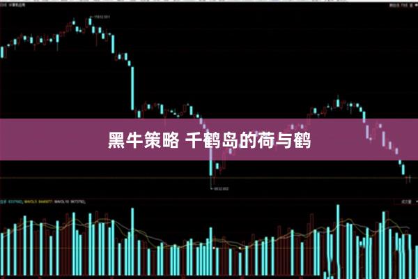 黑牛策略 千鹤岛的荷与鹤